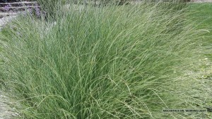 Miscanthus sinenesis 'Morning Light' - foliage